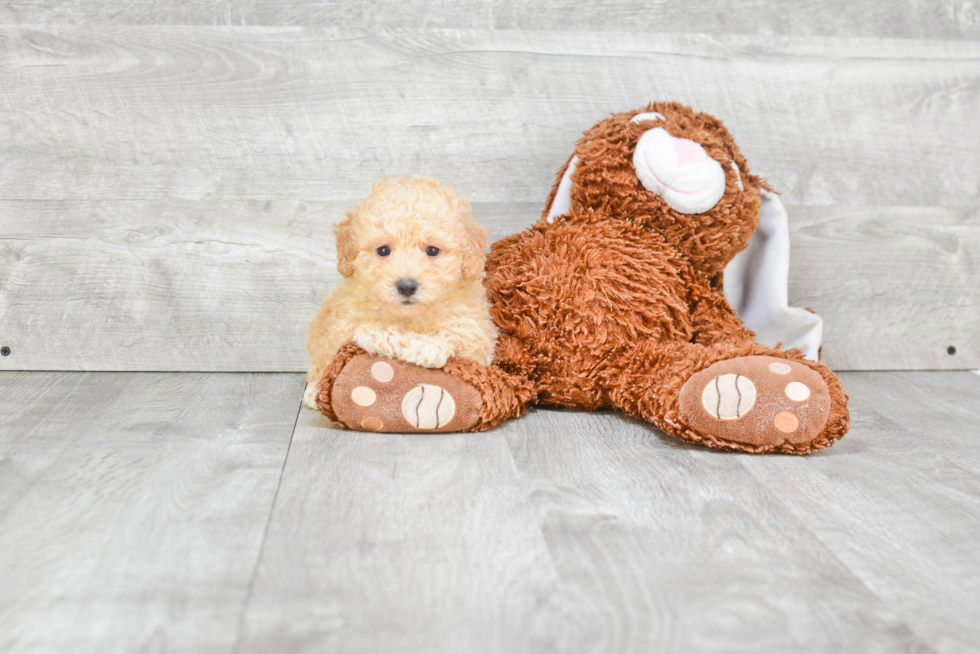 Maltipoo Pup Being Cute