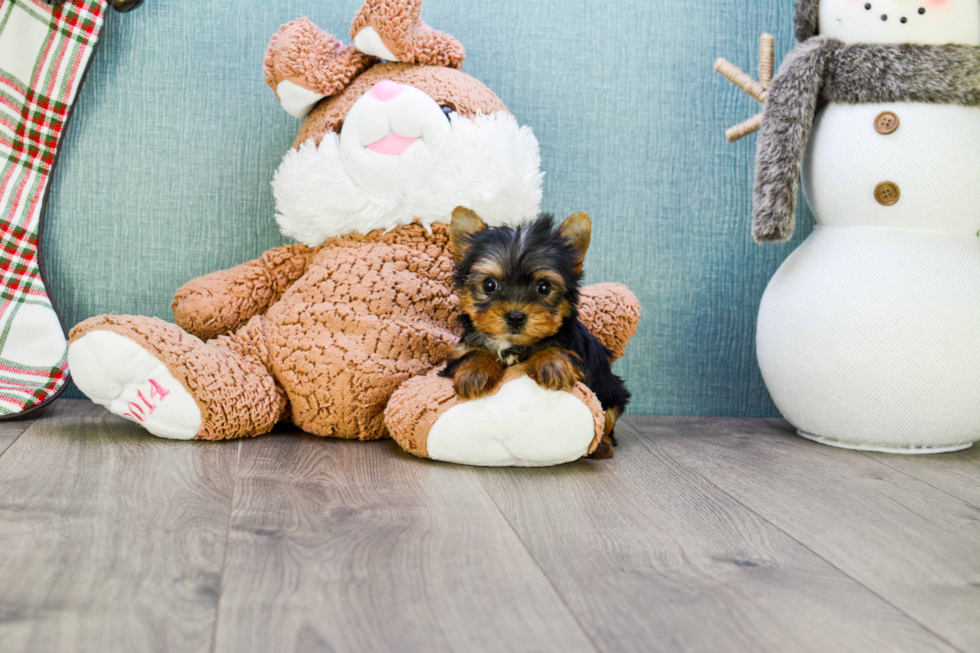 Meet Sebastian - our Yorkshire Terrier Puppy Photo 