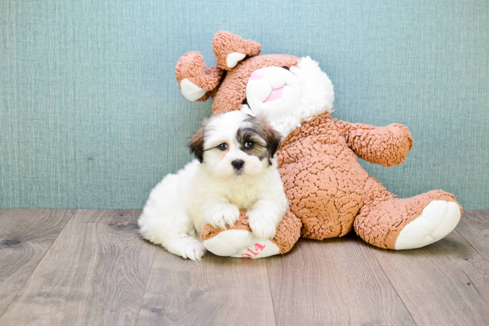 Adorable Shi Chon Designer Puppy