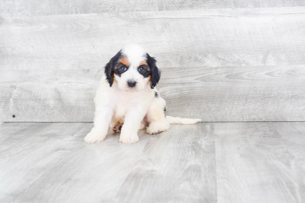 Best Mini Bernedoodle Baby