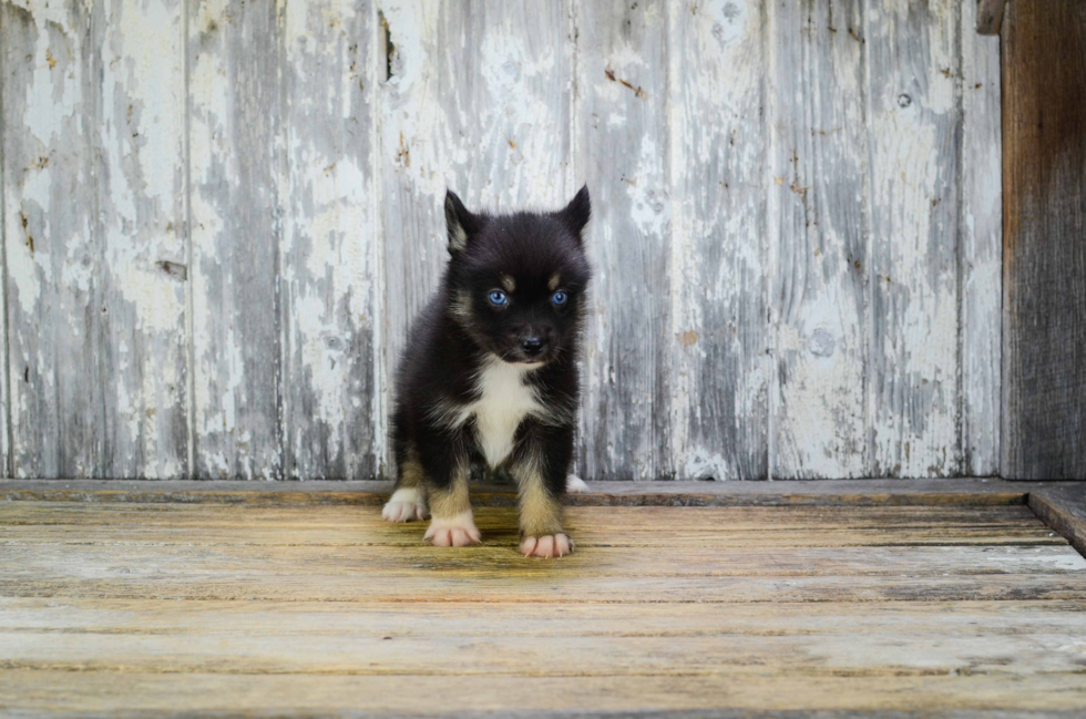 Pomsky Puppy for Adoption