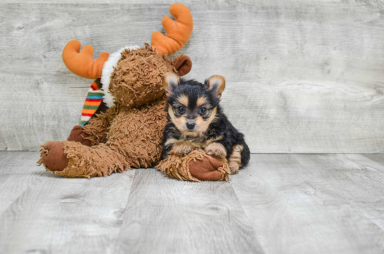 Little Yorkie Designer Puppy