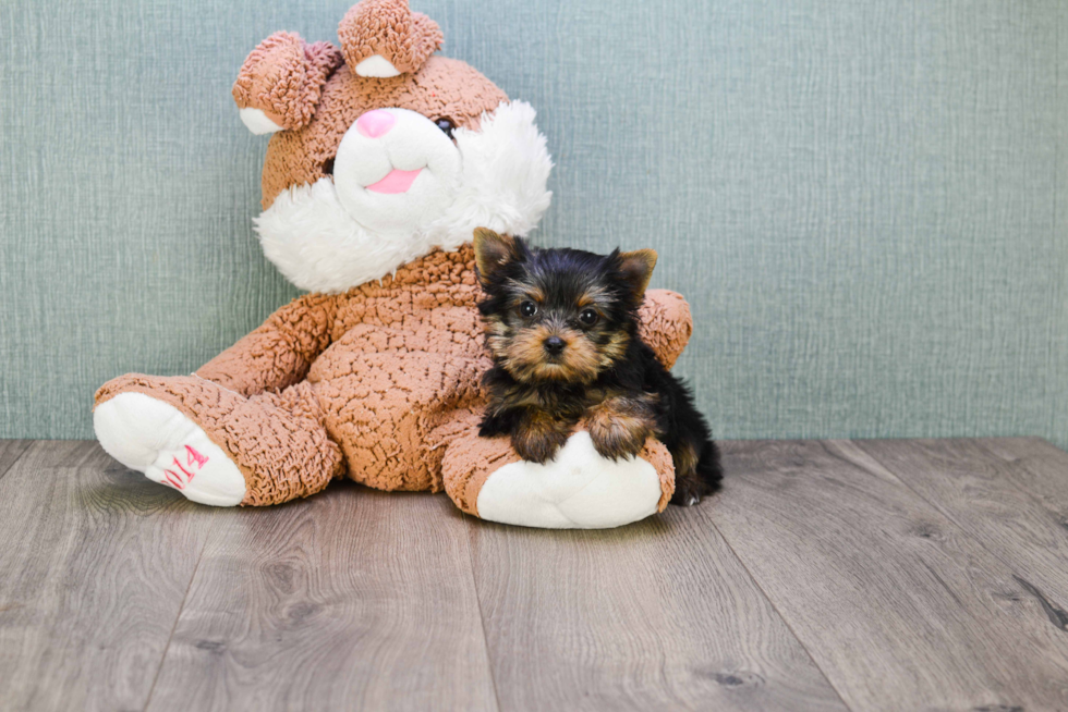 Meet Twinkle - our Yorkshire Terrier Puppy Photo 
