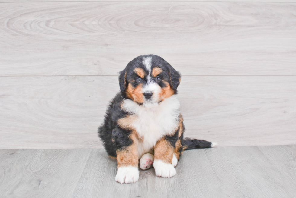Mini Bernedoodle Puppy for Adoption