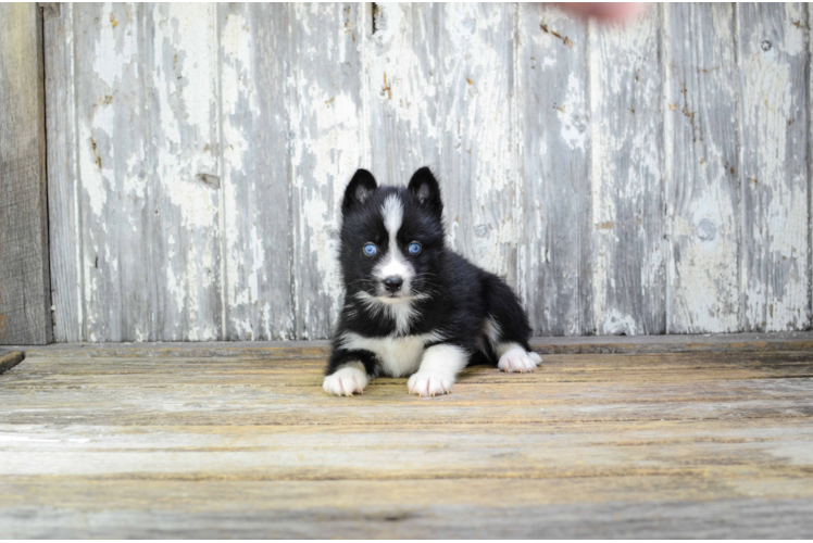 Pomsky Puppy for Adoption