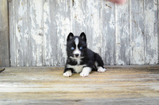 Pomsky Puppy for Adoption