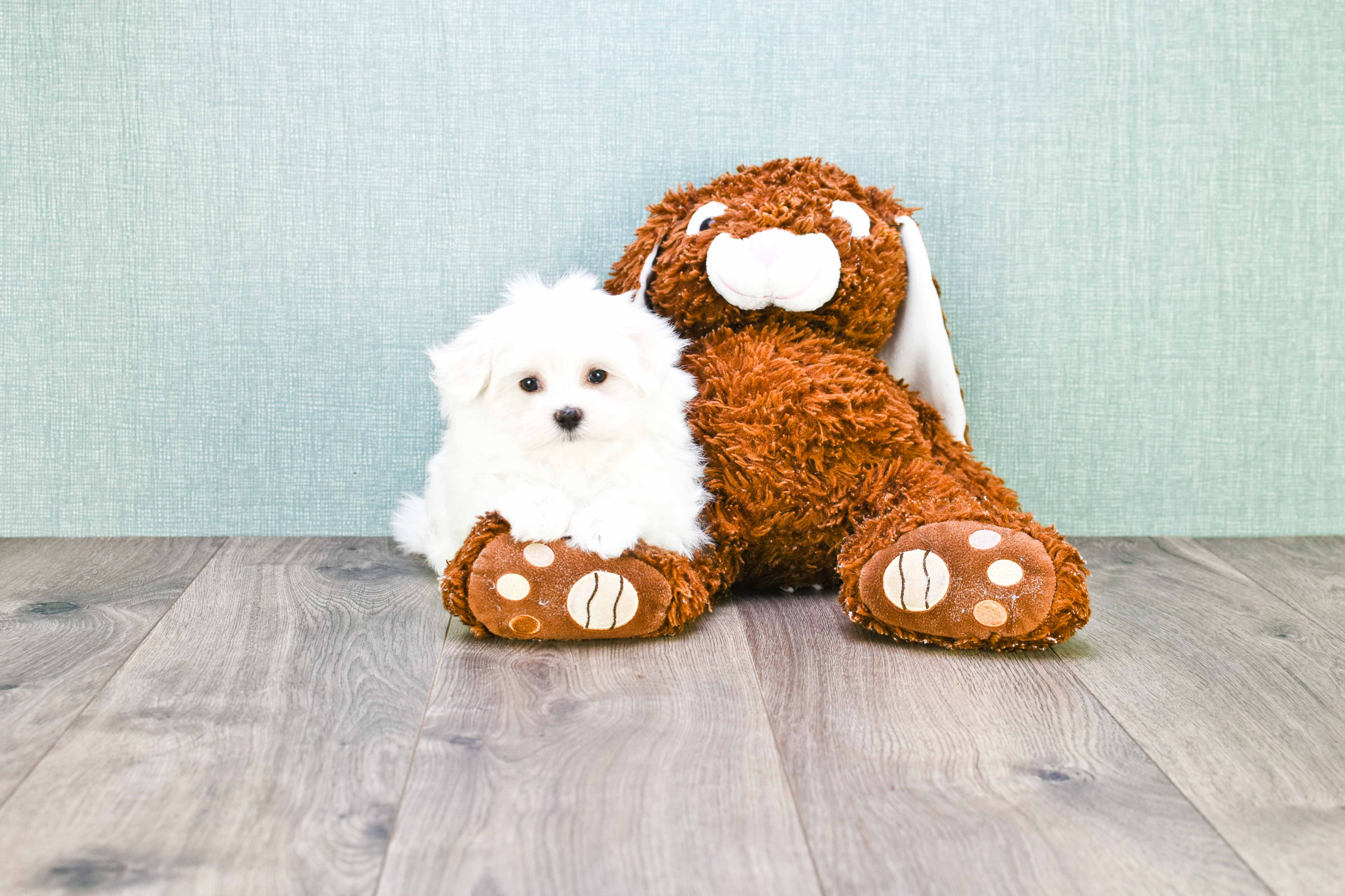 Best Maltese Baby