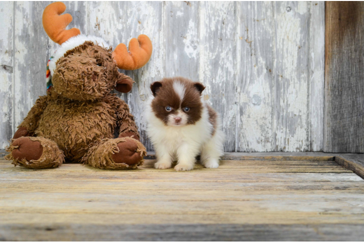 Best Pomeranian Baby