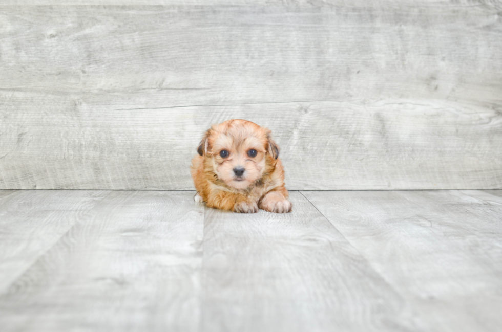 Friendly Morkie Baby