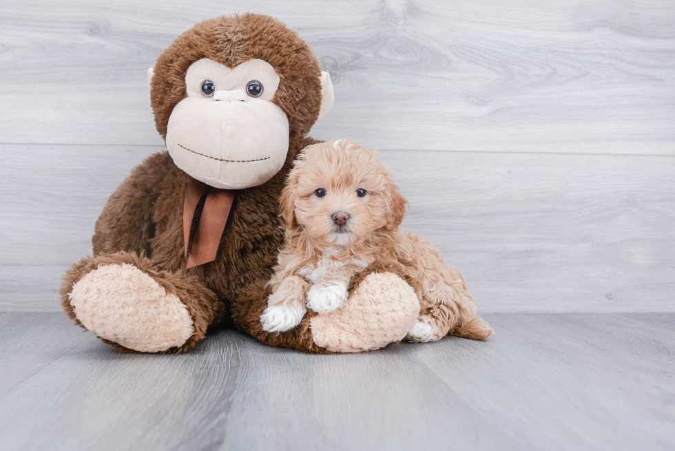 Petite Havanese Purebred Puppy
