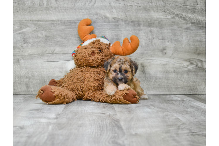Morkie Pup Being Cute