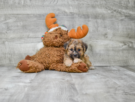 Morkie Pup Being Cute