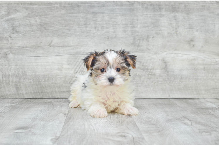 Morkie Pup Being Cute