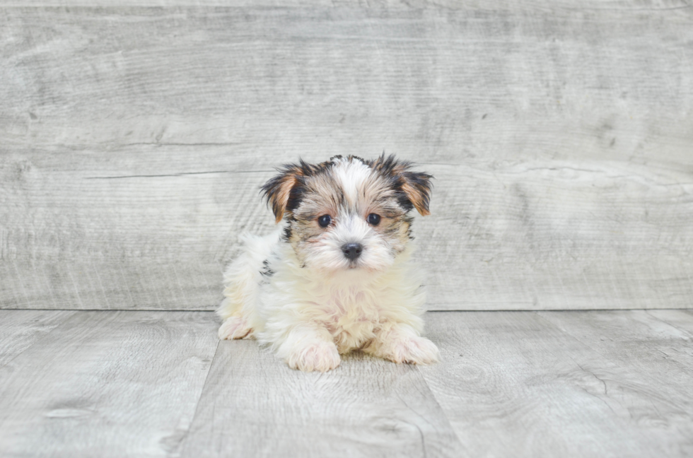 Morkie Pup Being Cute