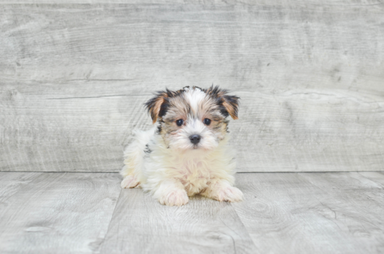 Morkie Pup Being Cute