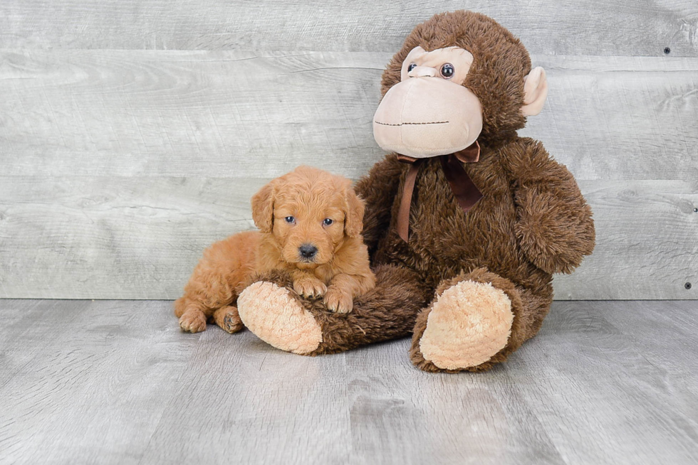 Best Mini Goldendoodle Baby