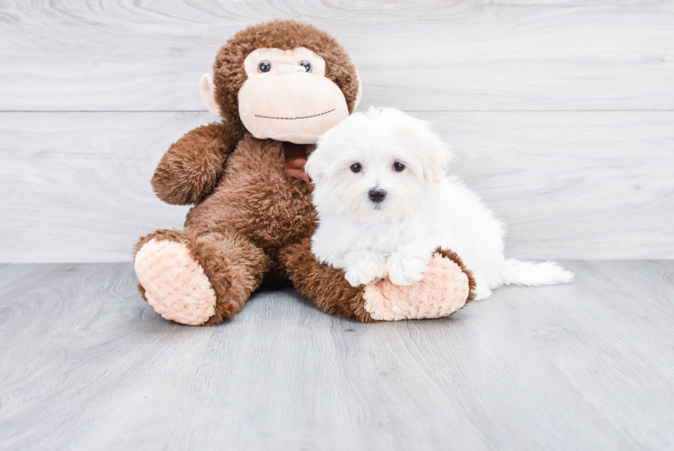 Playful Maltese Baby