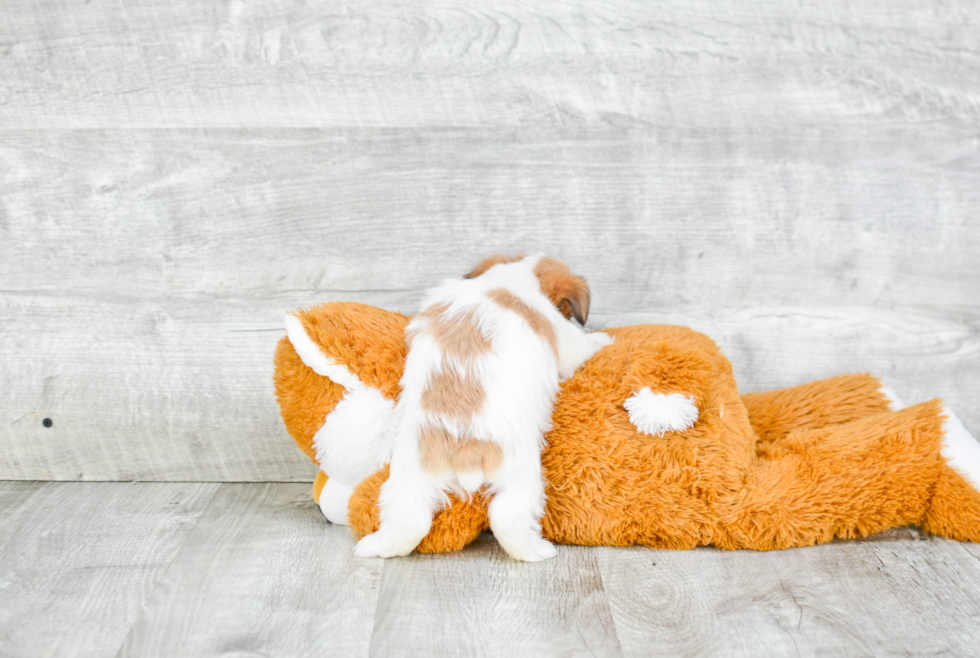 Morkie Puppy for Adoption