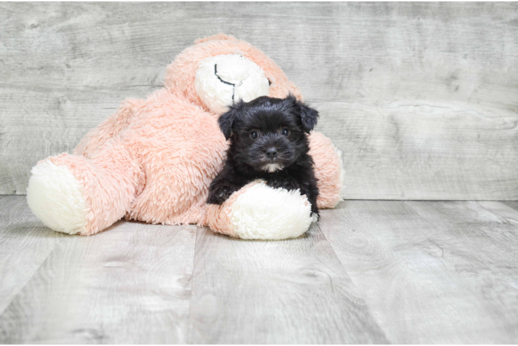 Morkie Pup Being Cute