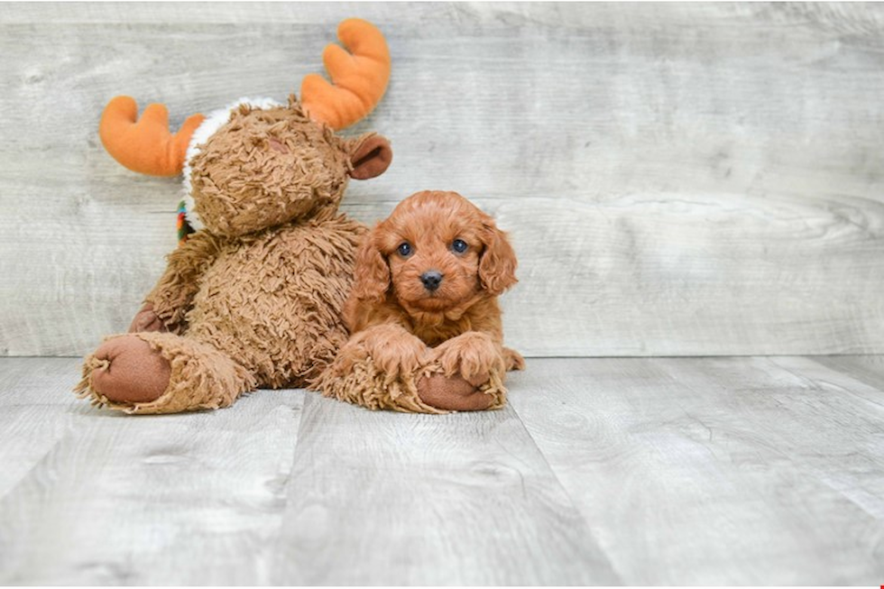 Cavapoo Puppy for Adoption