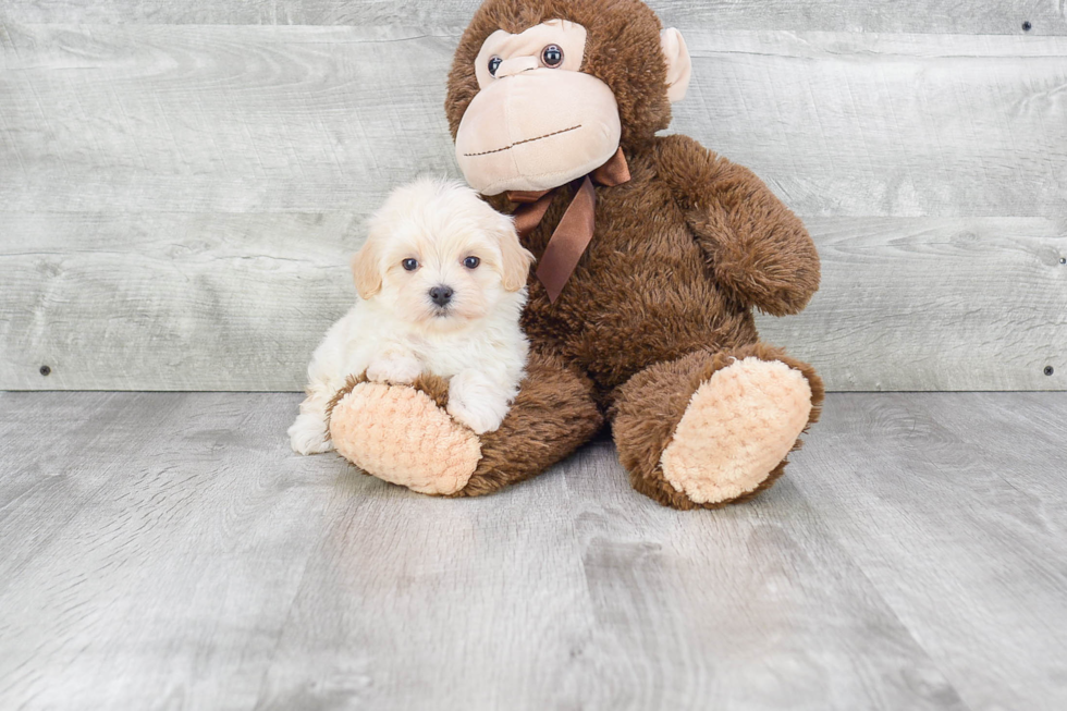 Hypoallergenic Maltepoo Poodle Mix Puppy