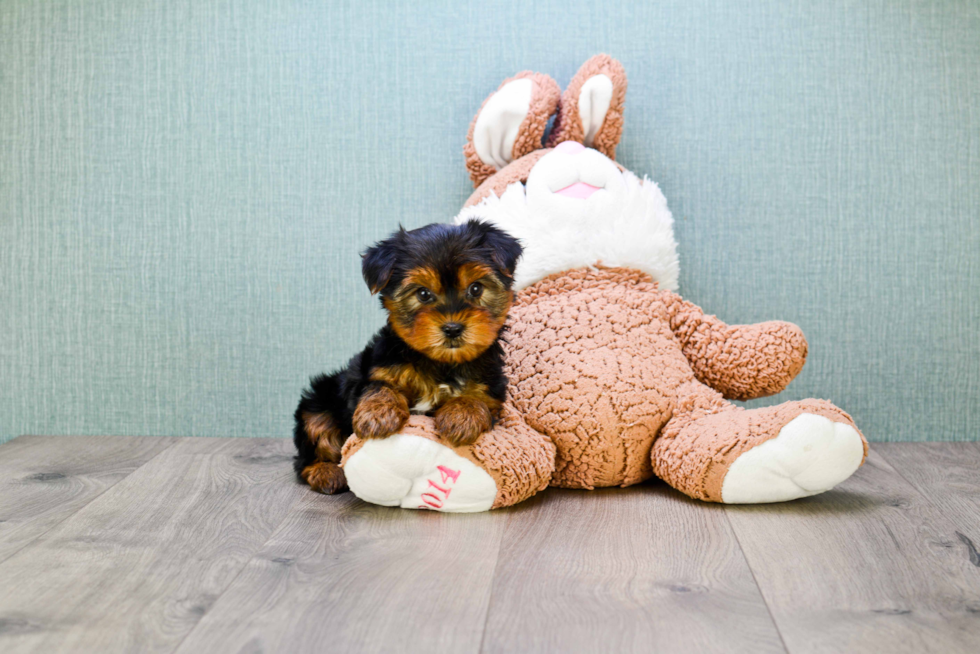 Meet Bella - our Yorkshire Terrier Puppy Photo 