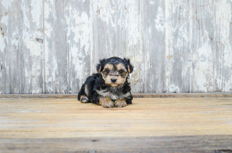 Little Yorkie Designer Puppy