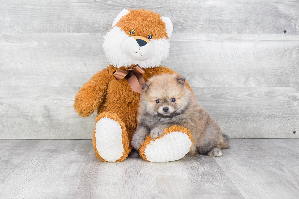 Pomeranian Pup Being Cute