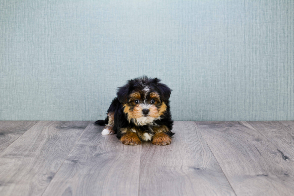 Cute Morkie Baby