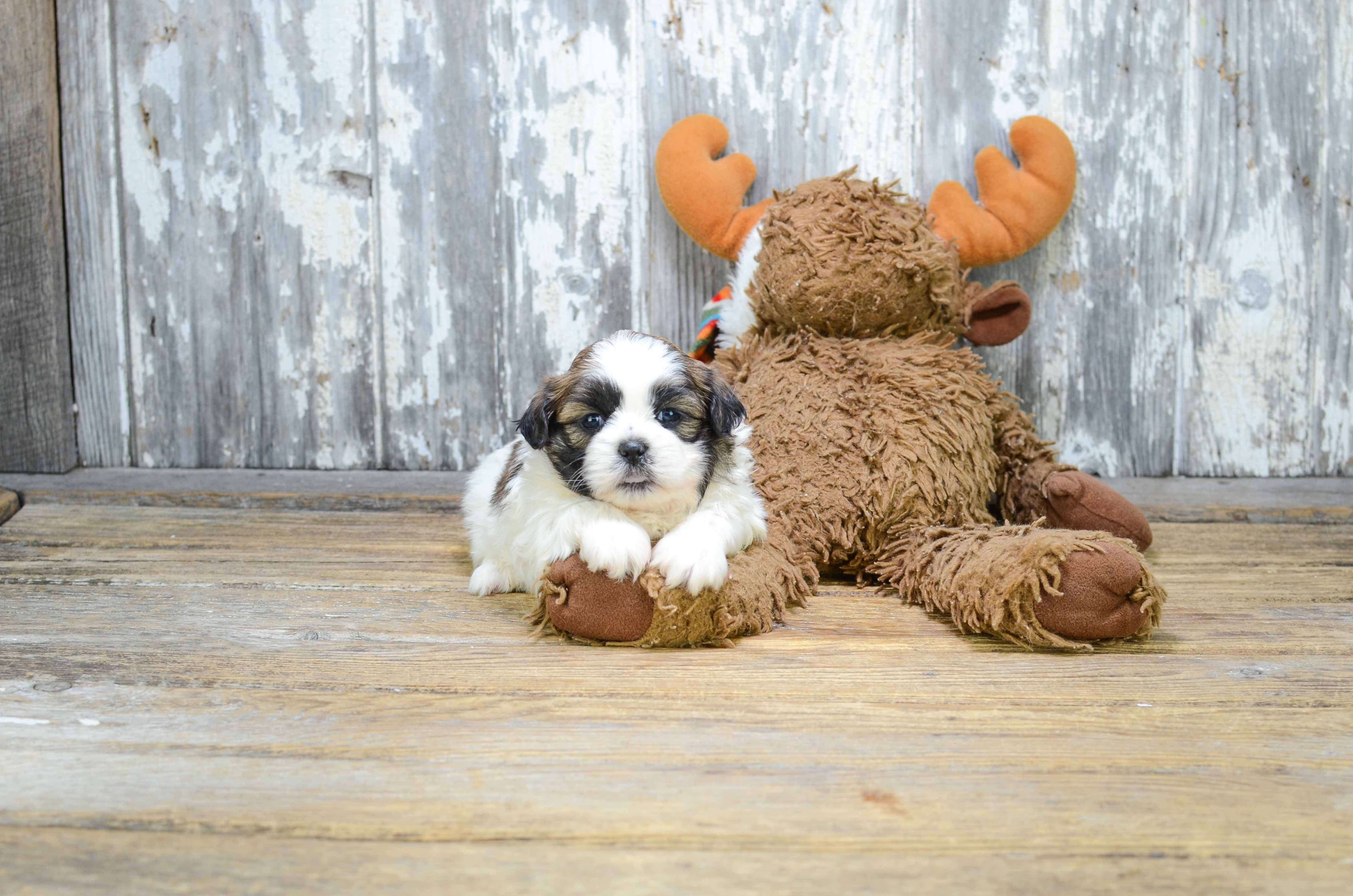 Teddy Bear Puppy for Adoption