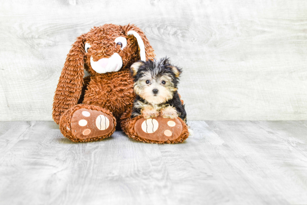 Little Yorkie Designer Puppy