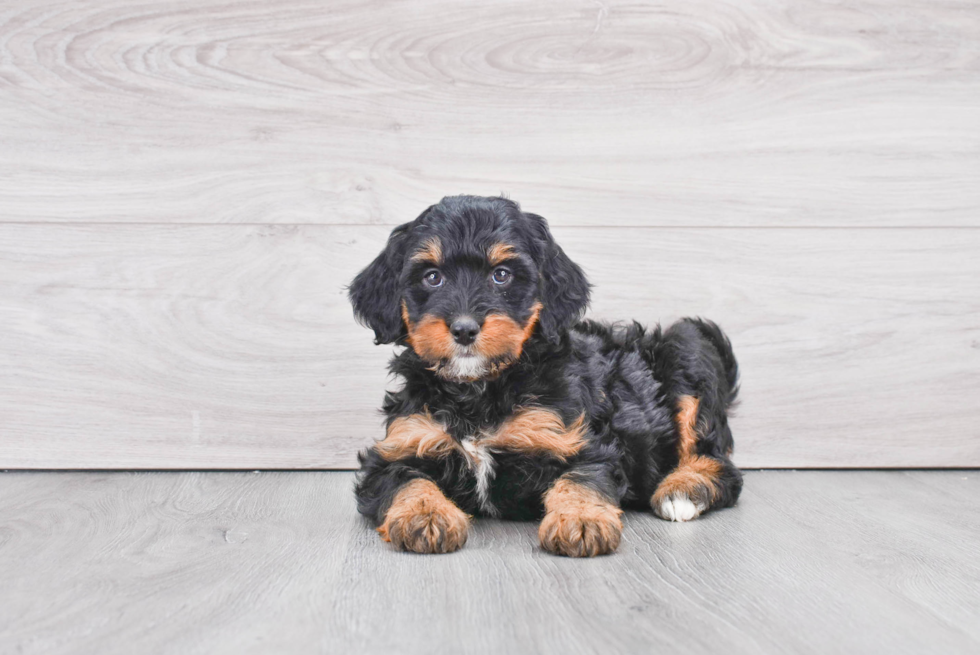 Little Bernadoodle Poodle Mix Puppy