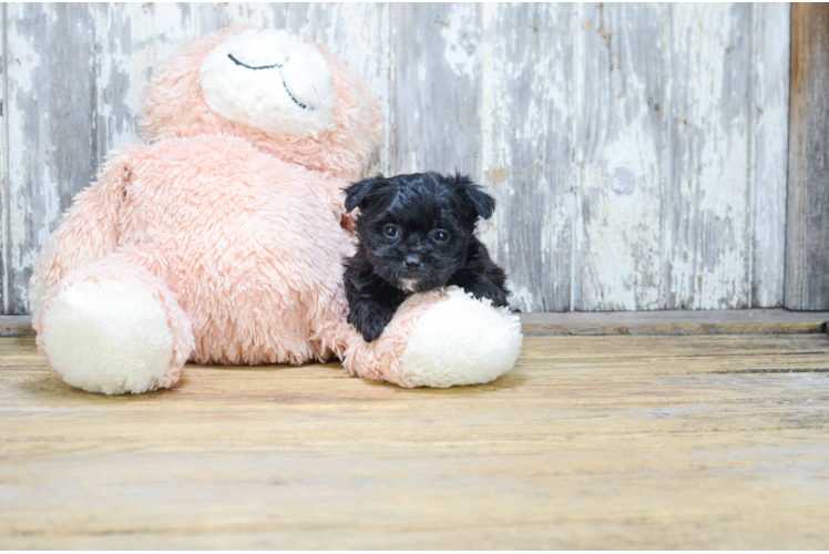 Adorable Yorkie Designer Puppy