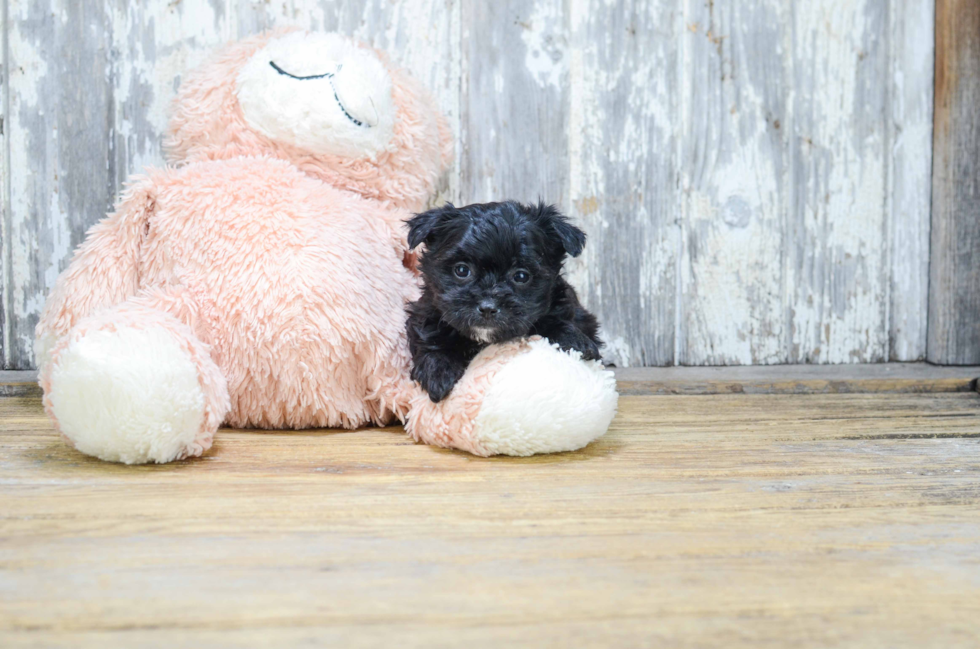 Adorable Yorkie Designer Puppy