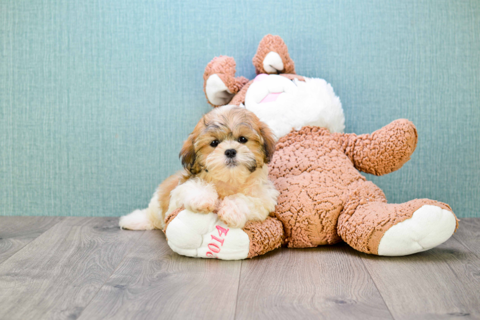Cute Teddy Bear Baby