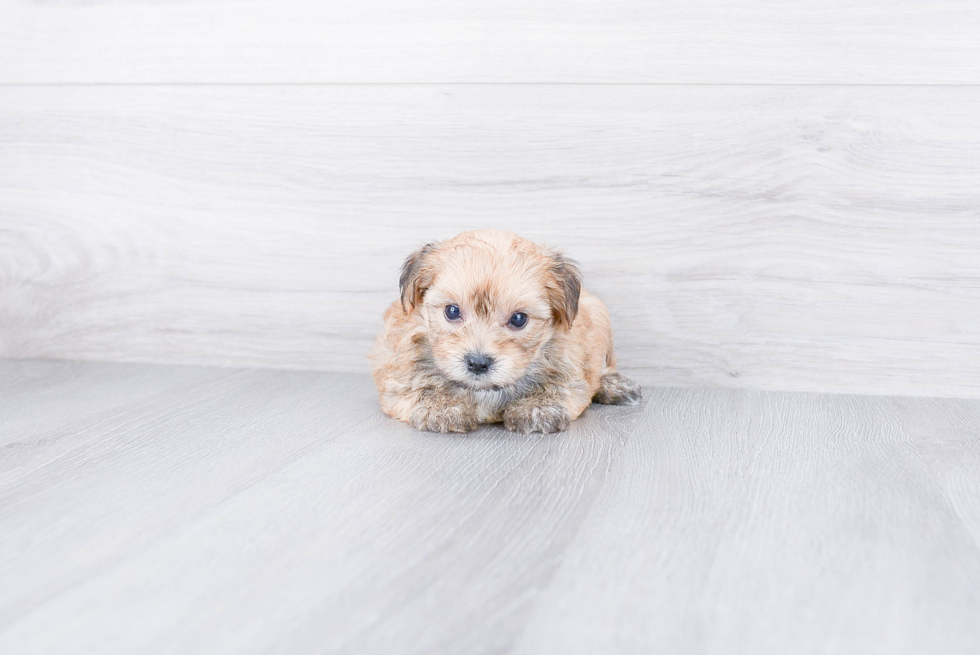 Petite Morkie Designer Pup