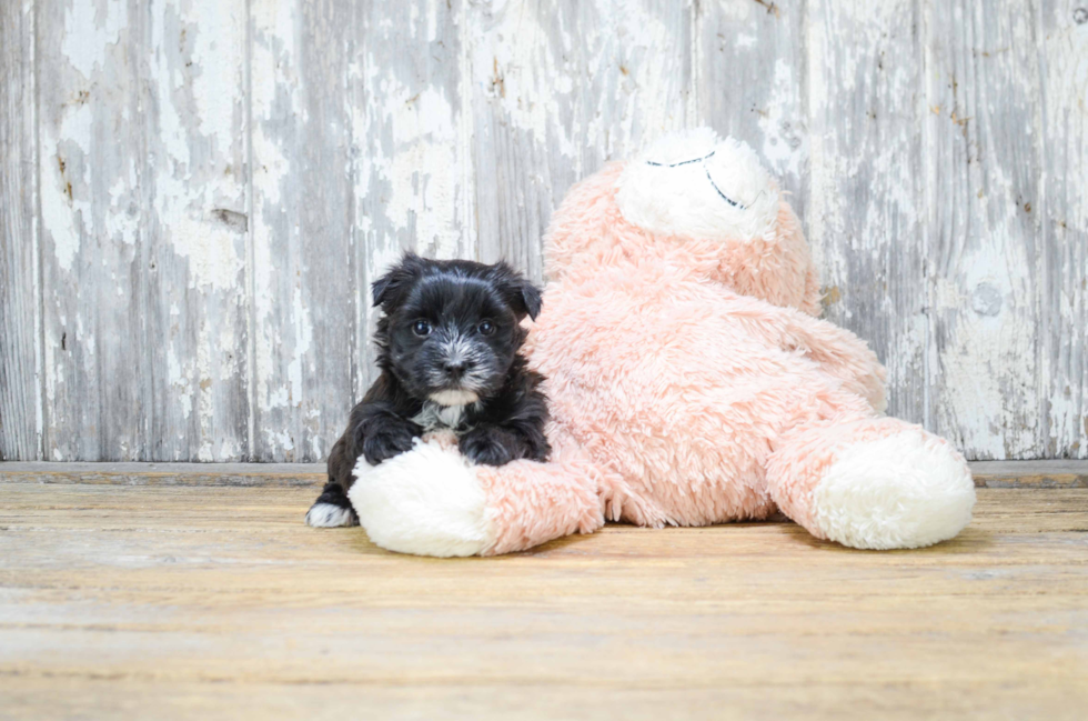 Small Morkie Baby