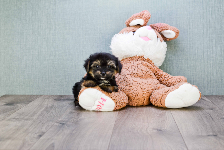 Playful Yorkie Designer Puppy
