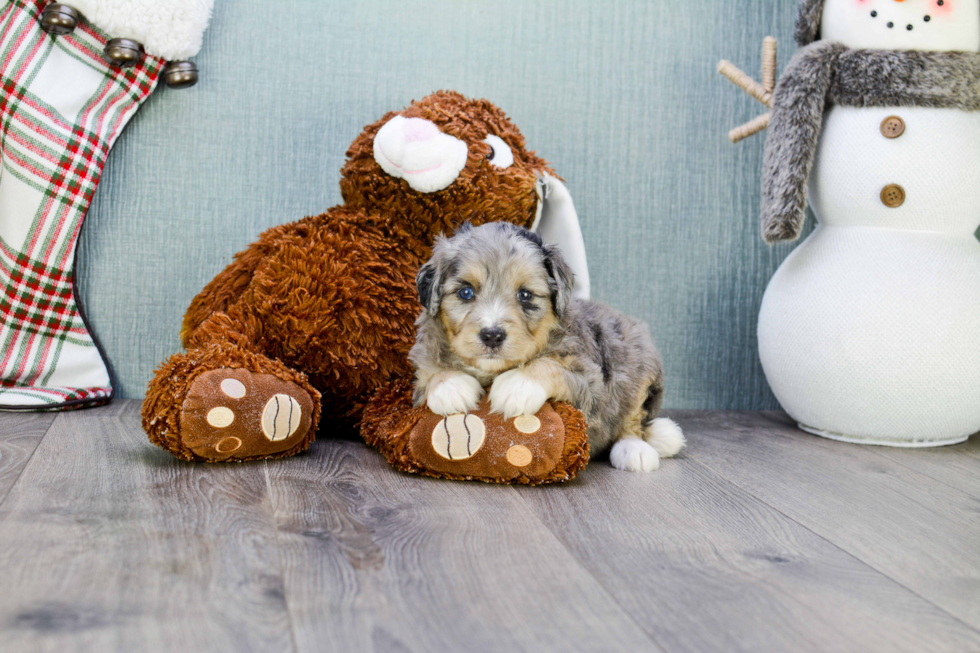 Fluffy Mini Aussiedoodle Poodle Mix Pup
