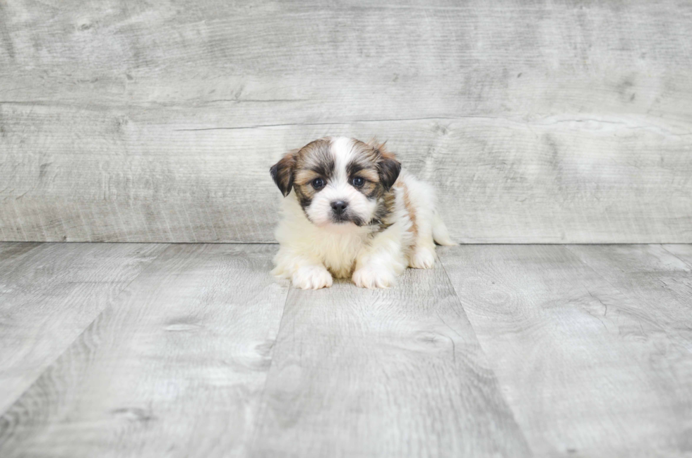 Energetic Shitzu Designer Puppy