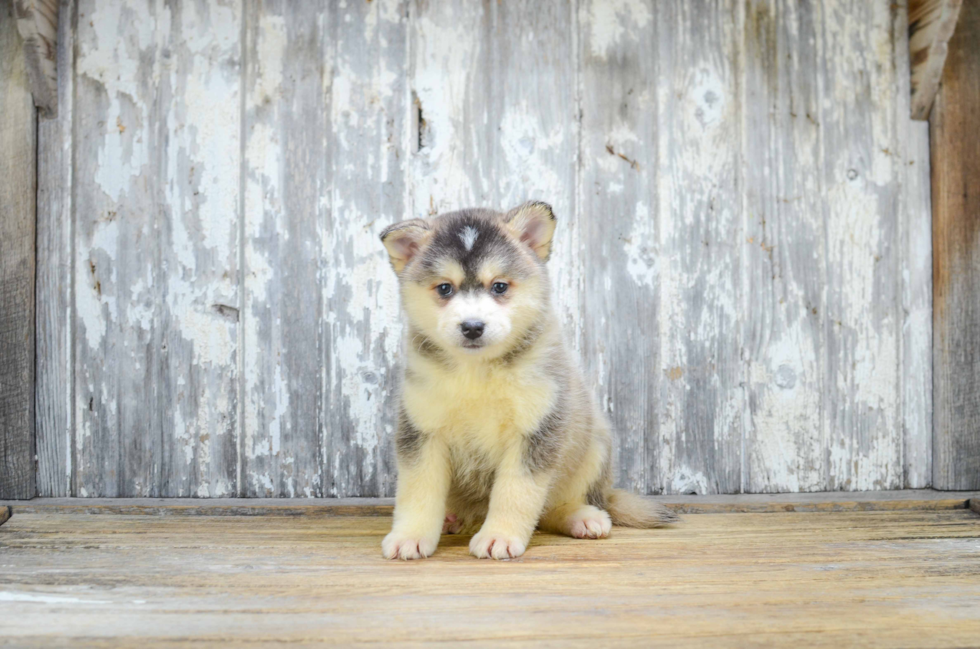 Funny Pomsky Designer Pup