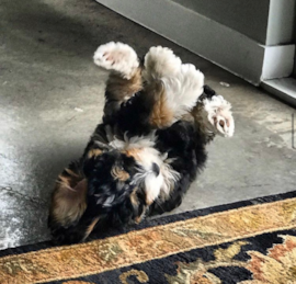 Mini Bernadoodle Puppies For Sale - Premier Pups