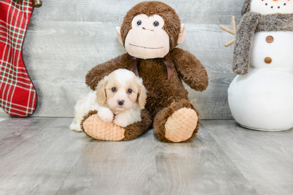Adorable Cavalier Designer Puppy