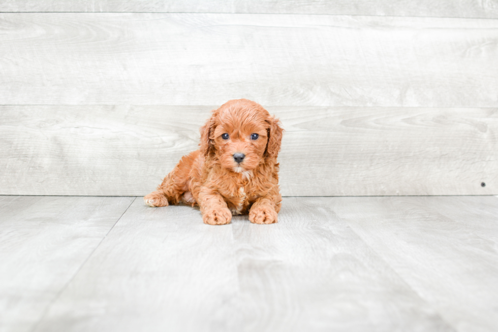 Small Cavapoo Baby