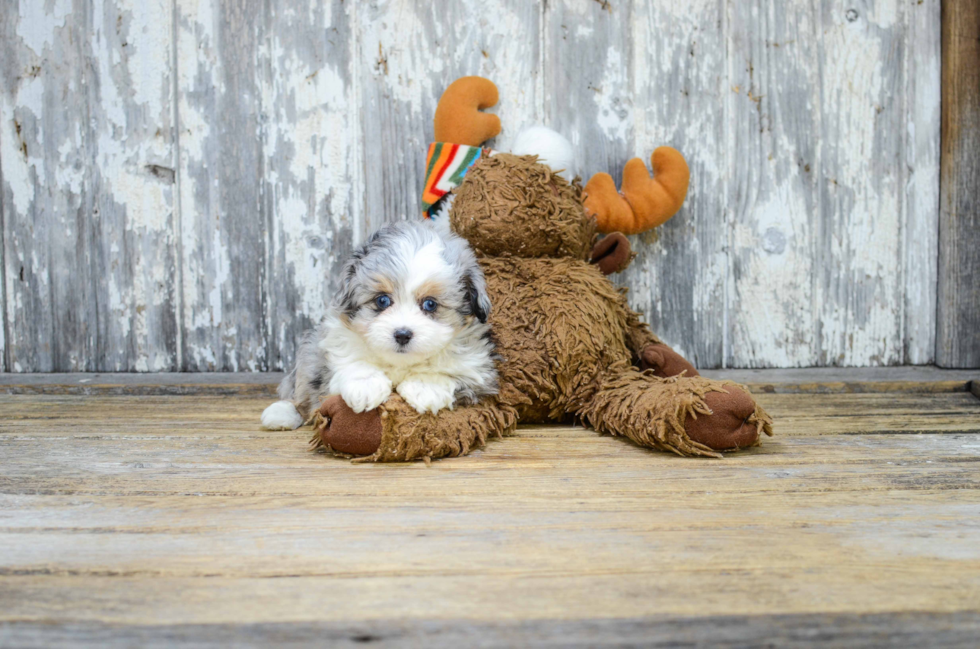 Best Mini Aussiedoodle Baby