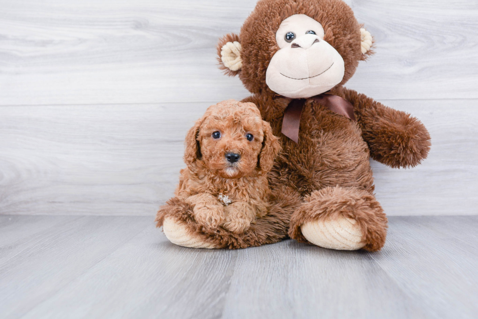 Cavapoo Pup Being Cute