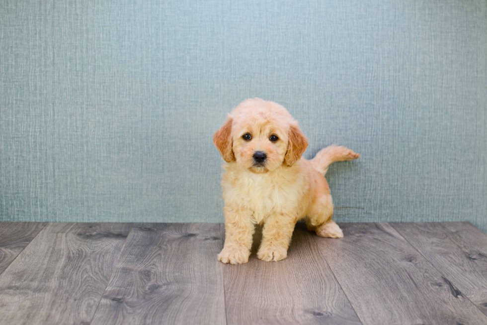Playful Golden Retriever Poodle Mix Puppy