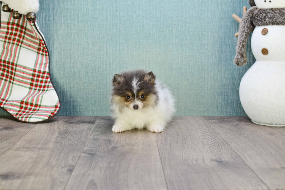 Hypoallergenic Pomeranian Baby