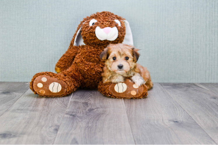 Energetic Yorkie Designer Puppy