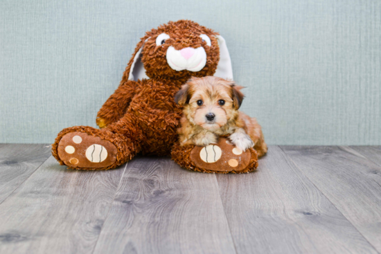 Energetic Yorkie Designer Puppy